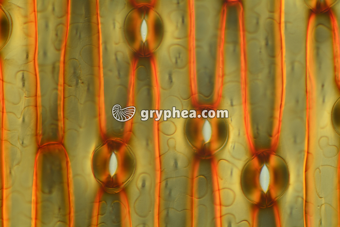 Stomates de feuille d'Iris x60 - gryphea.com